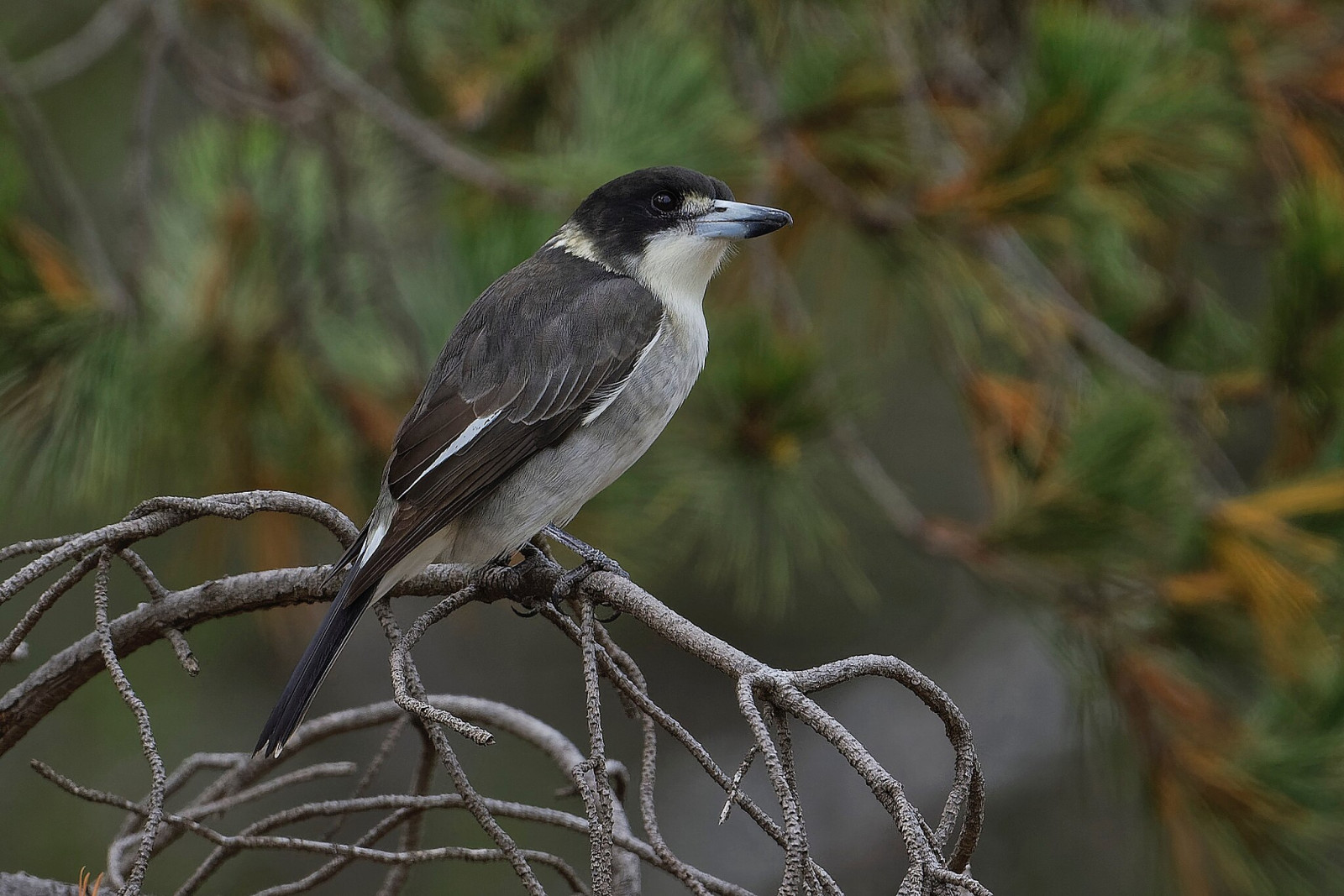 image Grey Butcherbird